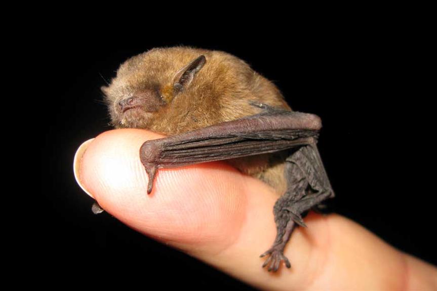 A soprano pipistrelle bat (pic: Bill Tyne, Flickr)