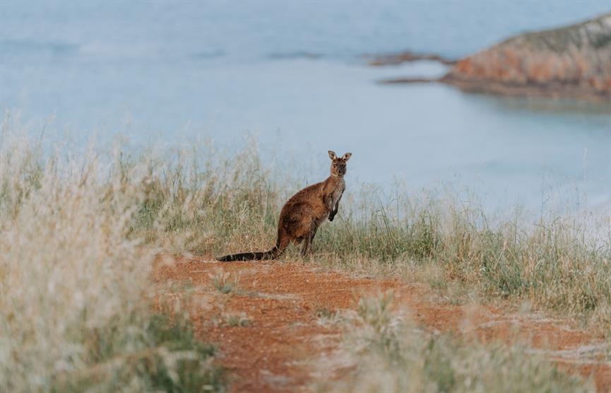 Image of a kangaroo
