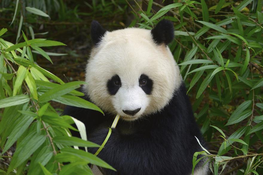Visit the 148-acre Panda City in northern suburban Chengdu