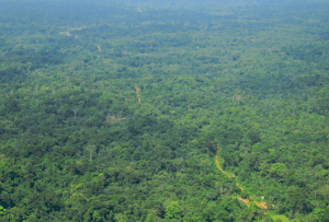 Hummingbird owns 7,000 sq km of jungle