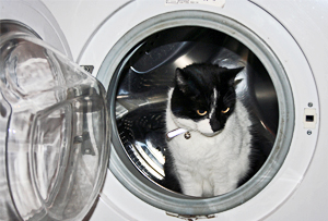 Image credit: Flickr/Turkinator