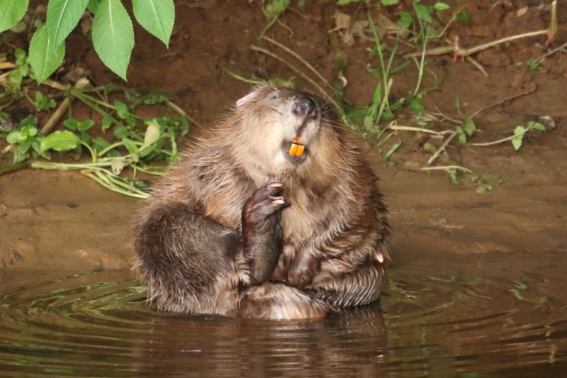 The benefits of letting beavers loose in England's rivers