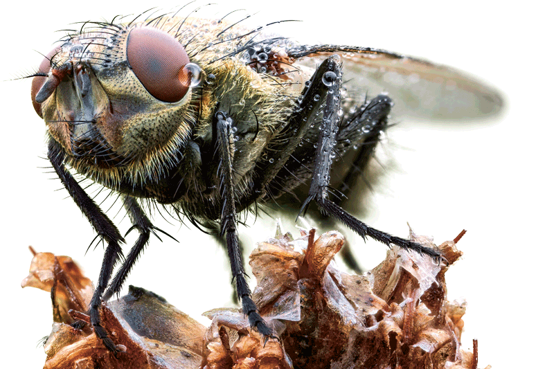 fly problem