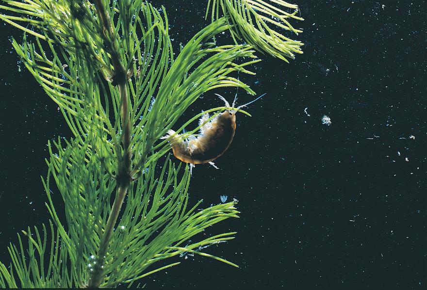 Gammarus Freshwater shrimp. Image: John Mason.