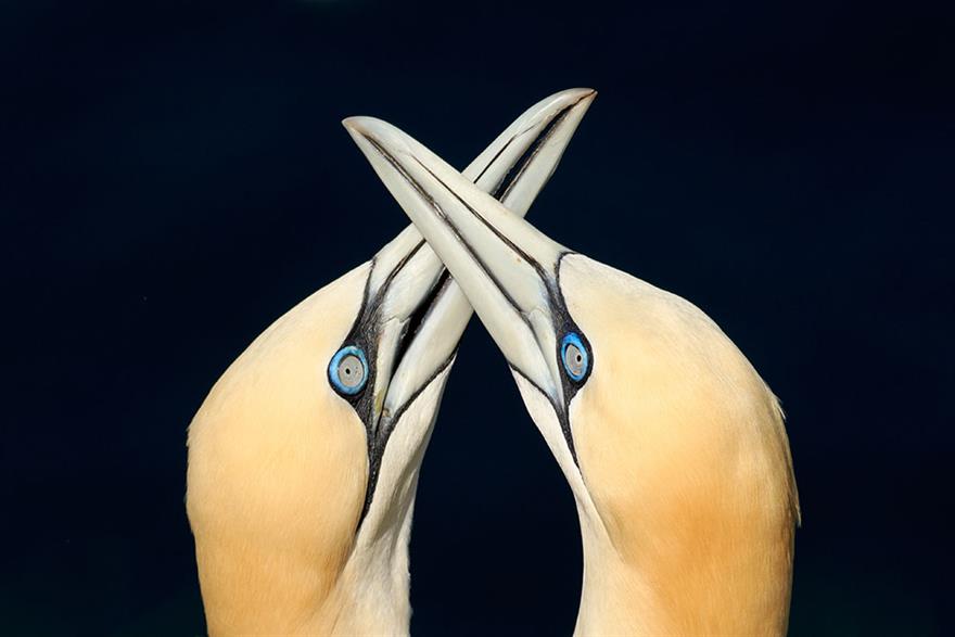 Pair of gannets