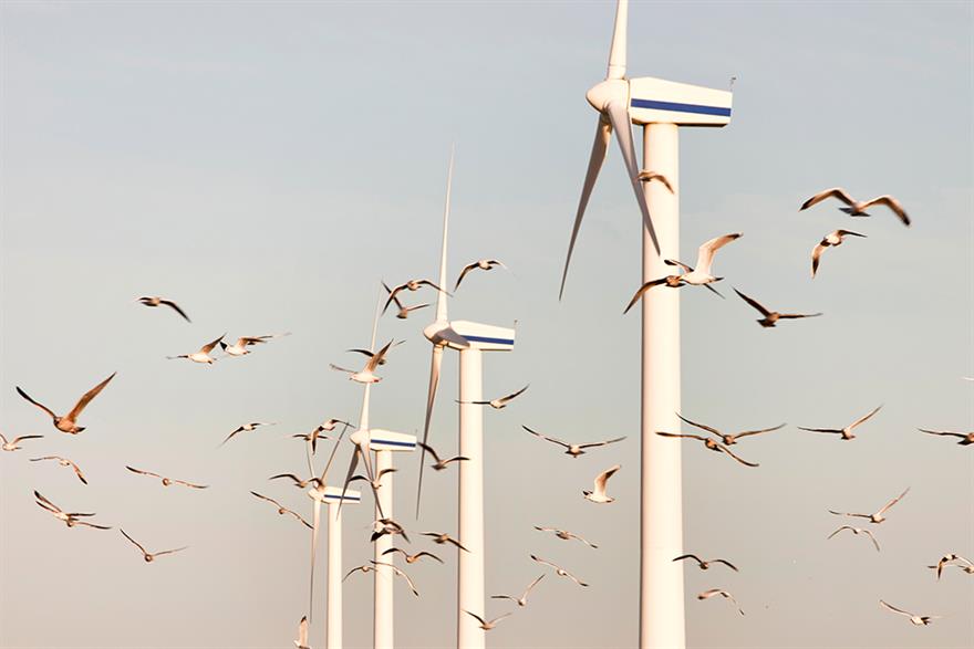 Gulls flying around wind turbines