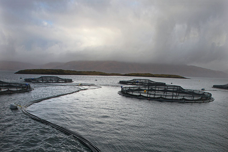 Scotland S Salmon Farming Conundrum