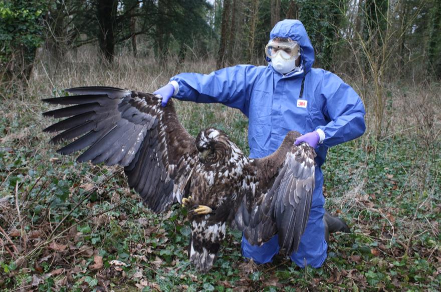 Image of dead eagle being held up by man in protective clothing and face mask.