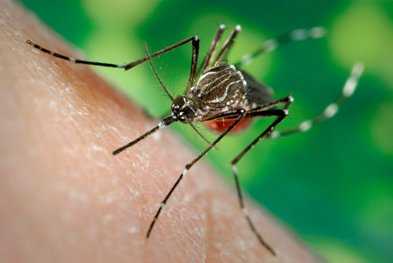 Dengue fever is spread by several species of mosquito, including the Asian tiger mosquito | SCIENCE PHOTO LIBRARY