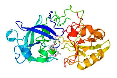 Renin complexed with an inhibitor. | SCIENCE PHOTO LIBRARY