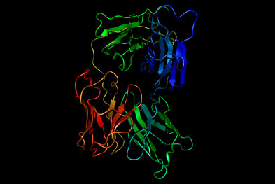 Alemtuzumab (Lemtrada) binds to the CD52 surface antigen of certain T-cells, causing both antibody-dependent and complement-mediated cell lysis | SCIENCE PHOTO LIBRARY