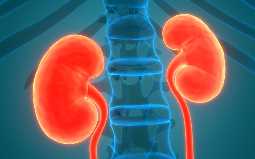 The renal benefits of SGLT2 inhibitors may be mediated by natriuresis and glucose-induced osmotic diuresis, leading to a reduction in intraglomerular pressure. | GETTY IMAGES 