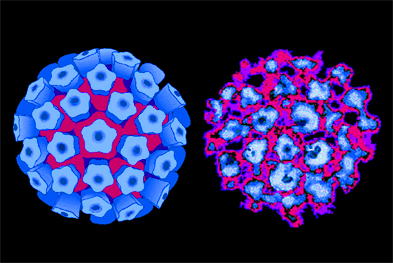 HPV vaccination coverage rates in England are among the highest in the world | SCIENCE PHOTO LIBRARY