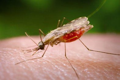 Malaria is a protozoan disease caused by the genus Plasmodium, which is transmitted by the female Anopheles mosquito (pictured) | SCIENCE PHOTO LIBRARY