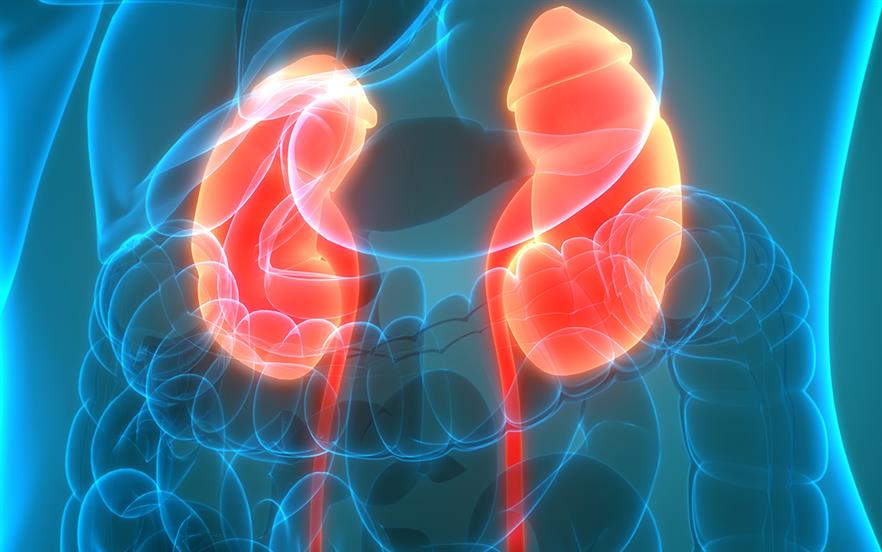 Blue and orange 3D computerised illustration of kidneys.