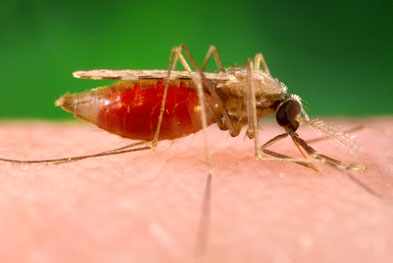 Approximately 1500 cases of malaria were imported into the UK in 2012 by UK travellers | SCIENCE PHOTO LIBRARY