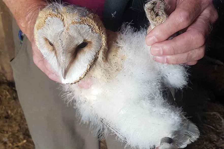New home… A barn owl at Crystal Rig is being ringed for identification purposes (pic: Natural Power)