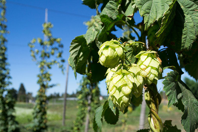 Hops are a main source of biowaste for Högl