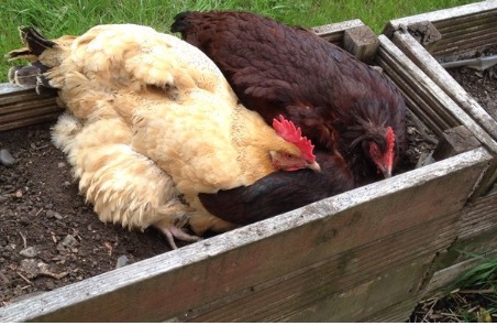 The plant will use 4,000t/yr of chicken waste