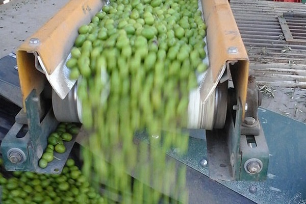 Olice production could offer feedstock for biogas production