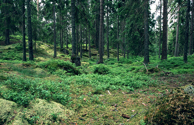 Swedish forests could provide heat and transport fuel for the country, if tax was cut