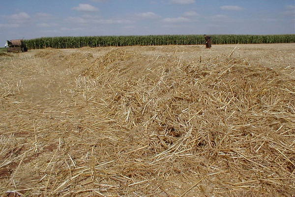 Straw will be one the plants' feedstock sources