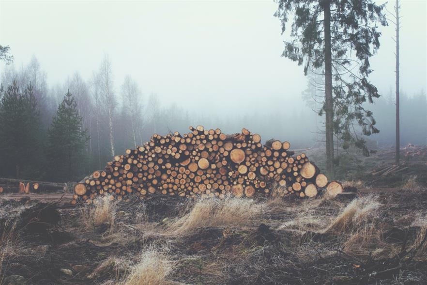 The MEPs' demand is a "watershed" moment for deforestation. Photograph: Pixabay