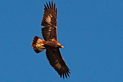 Golden eagle… the FWS has been investigating deaths at wind farms 