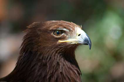The Golden Eagle: 'not affected' by Stacain wind farm