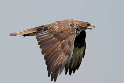 The project will be monitoring the migratory patterns of endangered species such as the Bonelli's Eagle 