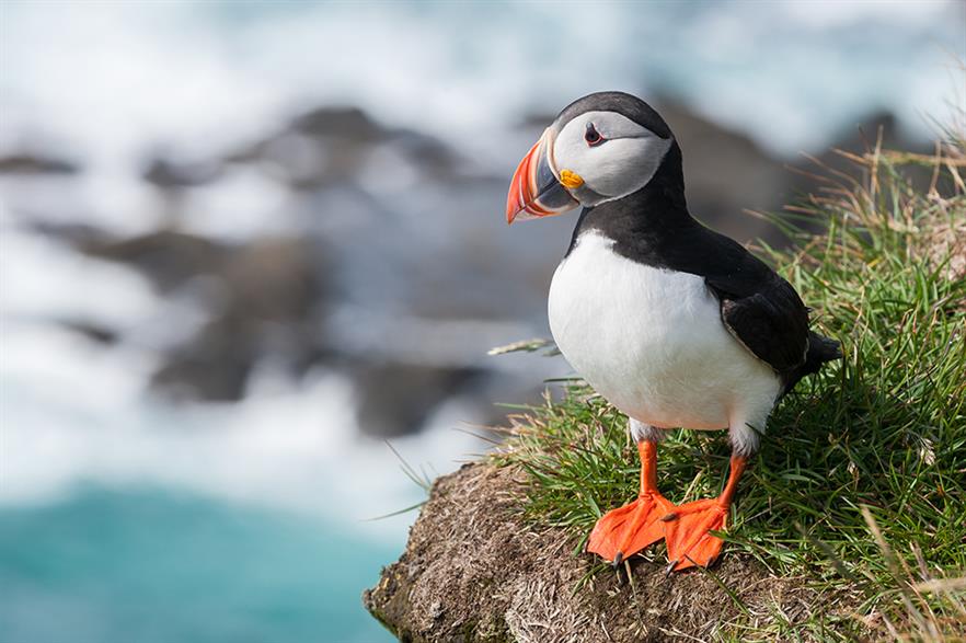 An Atlantic Puffin - the RSPB said the government did not fully consider the projects' impact on migratory birds