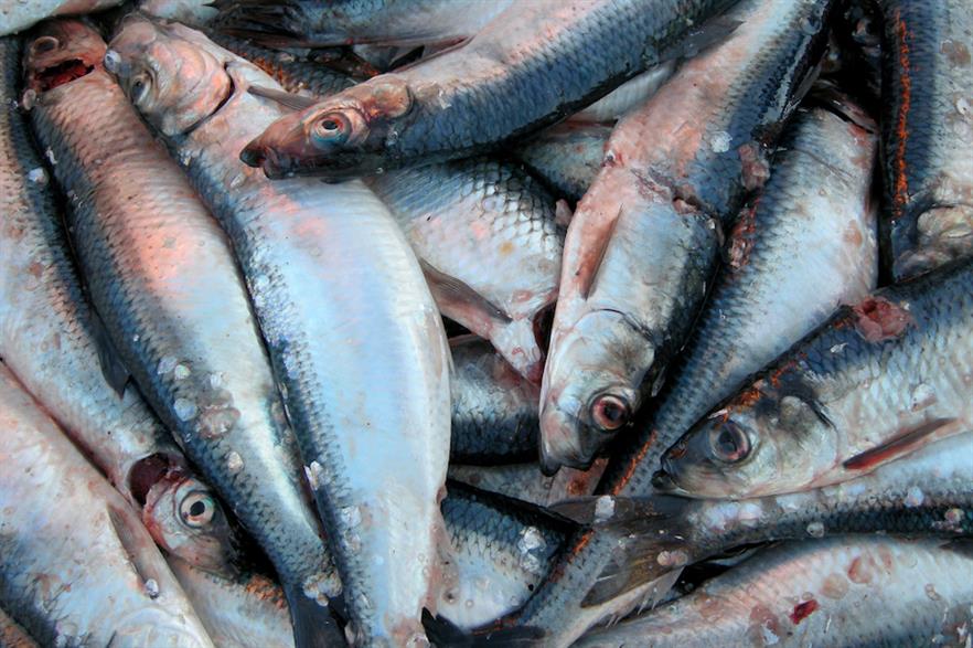 New study maps fish spawning areas near projects Windpower Monthly