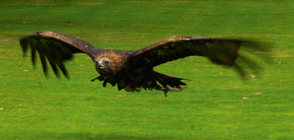 A proposed permit could allow wind firms to kill Golden Eagles