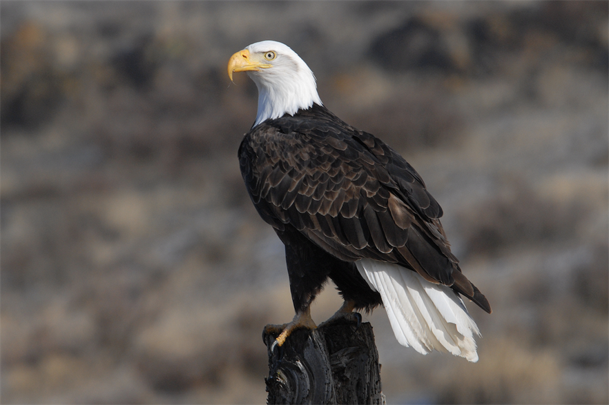 An adult bald eagle (pic credit: USFWS Pacific Southwest)