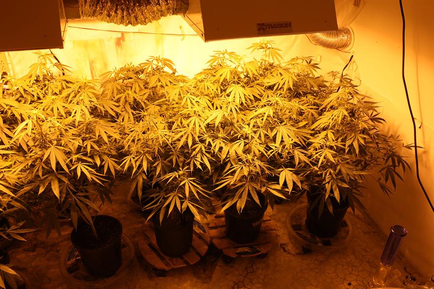 Growing cannabis is very energy intensive (pic: Cannabis Training University)