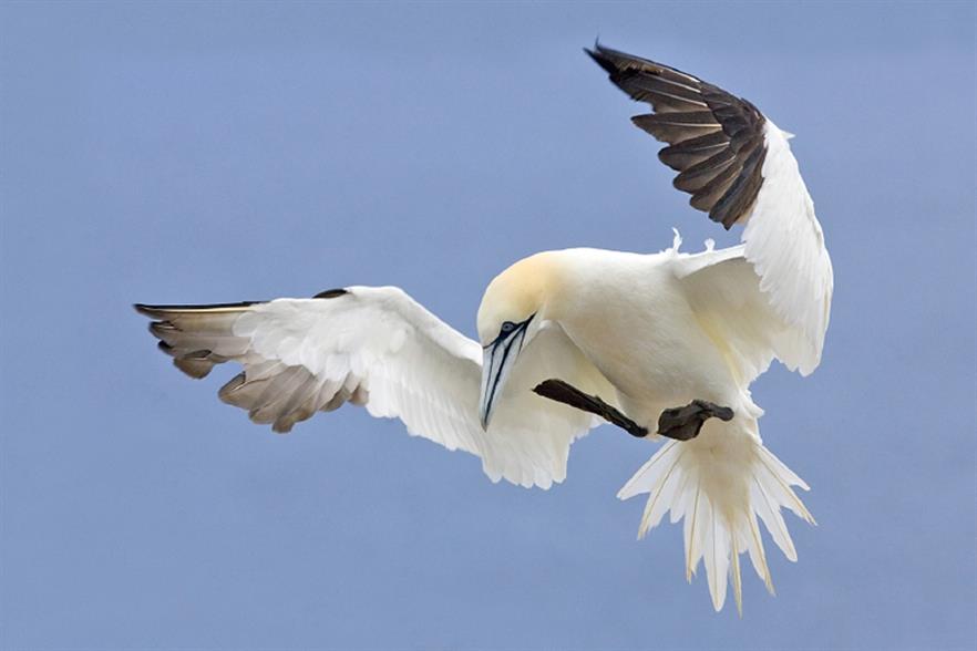 Gannets are particularly likely to avoid offshore wind projects