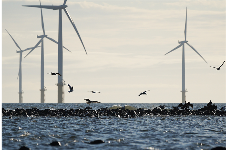 An eco-system-based, integrated approach to marine spacial planning aids conservation and will speed up offshore wind development, the coation says (pic credit: Ian Forsyth/Getty Images)