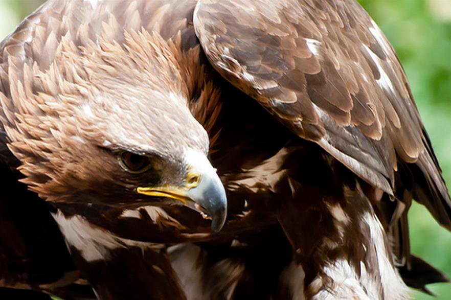 Golden eagles are among the birds killed on the wind farms
