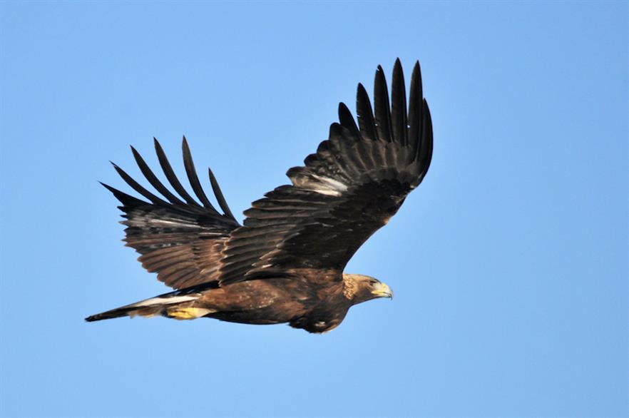 Migratory birds, including golden eagles (above), have been killed at wind farms (pic credit: US Fish and Wildlife Service)
