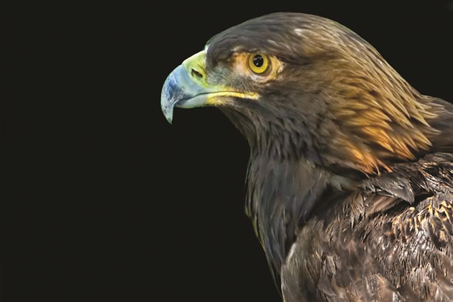 The Golden Eagle population in the US is falling
