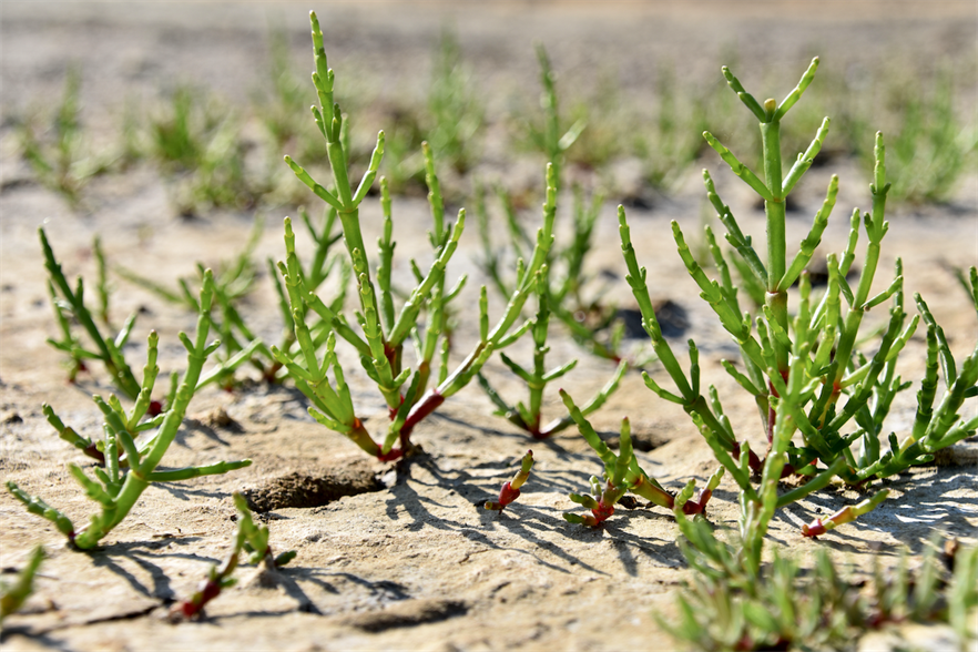 The Samphire wind farm is named after a salt-tolerant, edible plant – also known as ‘sea asparagus’ – that grows in coastal regions in Australia (pic credit: Juliet Lehair/Getty Images)