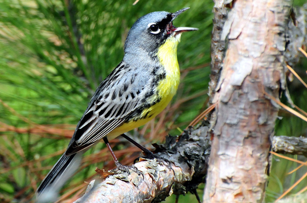 Bird charities warned the Kirtland’s Warbler was among the species at risk from the Icebreaker project