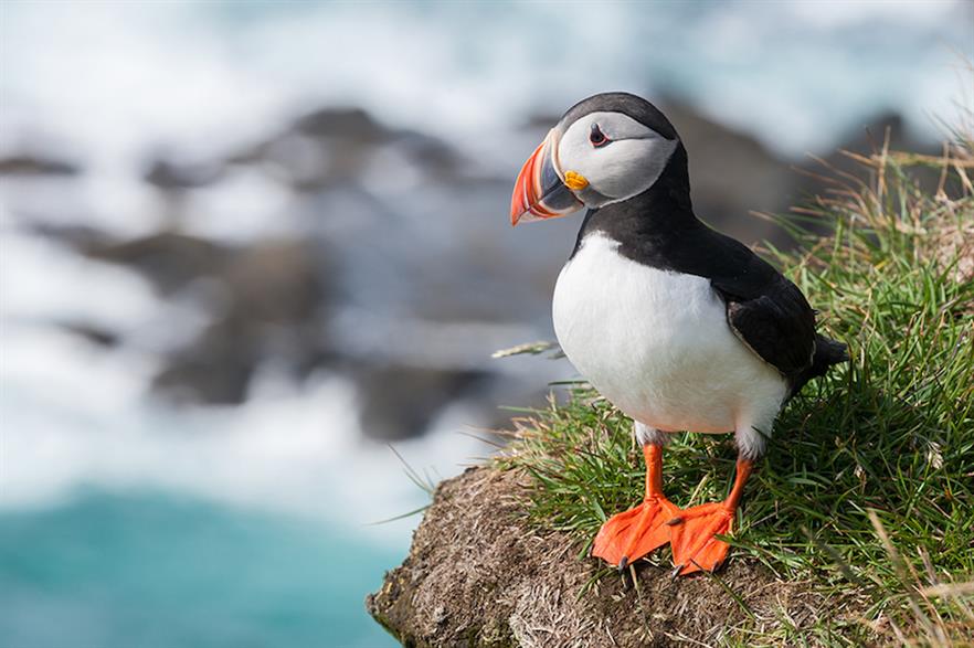 The RSPB said the government did not fully consider the projects' impact on migratory birds such as the Atlantic Puffin 