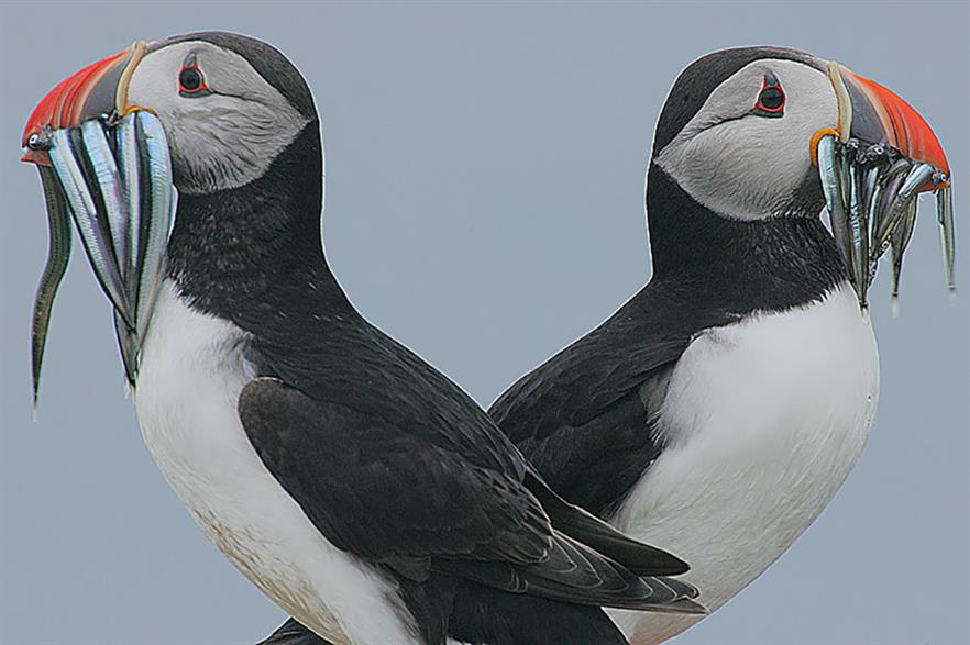 RSPB believes the projects could lead to major declines in gannet, puffin and kittiwake numbers (pic: Steve Garvie)
