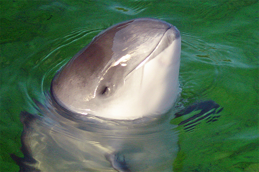 Porpoises' snouts are short and blunt wheres dolphins ones are pointed (Picture credit: AVampireTear)