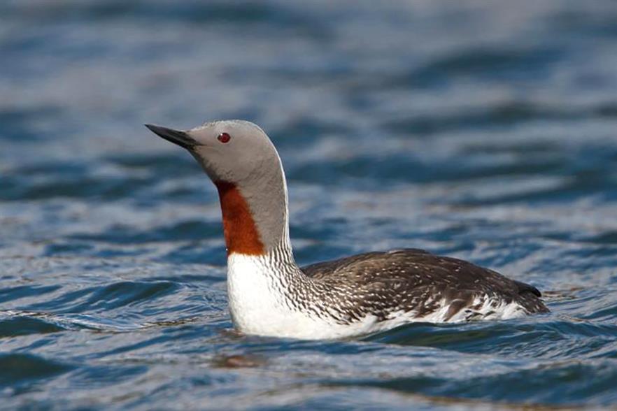 The presence of the Red Throated Diver has delayed a number of UK projects