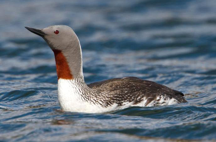 The surveys will monitor behaviours of the Red Throated Diver