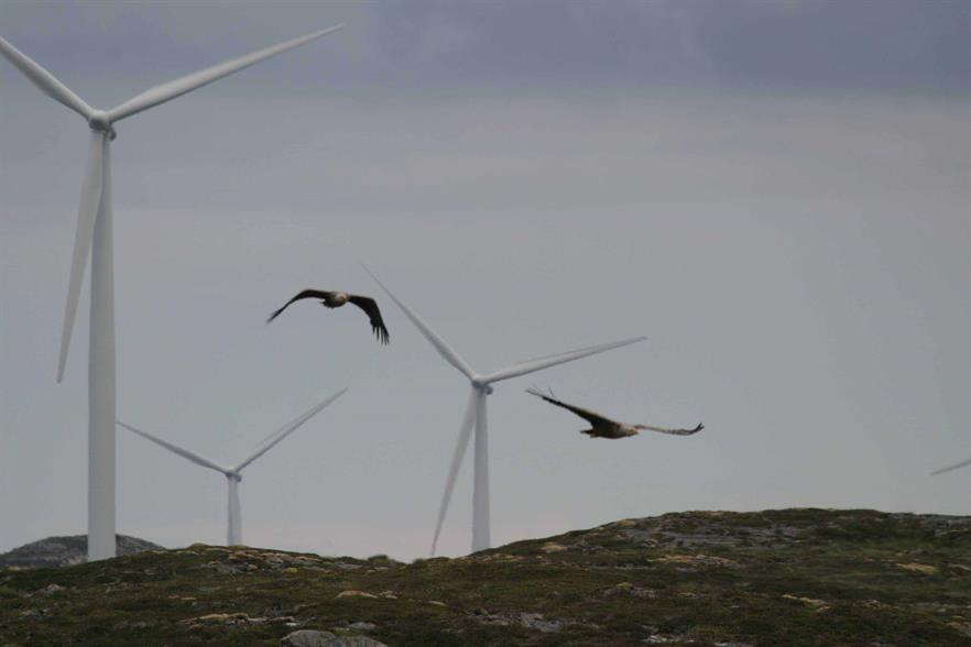 The American Wind Wildlife Institute has set up a new fund to back research projects looking into wind turbine effects on wildlife (pic: Oregon State University / Todd Katzner, US Geological Society)