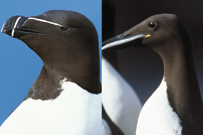 The drone pictures were able to distinguish between a razorbill (left) and a guillemot (pic: RSPB)
