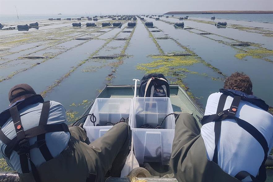 Offshore wind farms could provide opportunities for large scale seaweed farming, which is currently limited to small sites in the North Sea (pic: Seaweed Harvest Holland) 